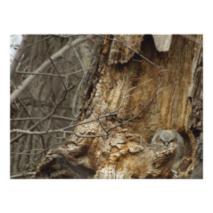 Grande Owlet Horned - fotografia dos animais