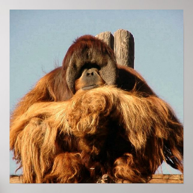 Grande Poster Ape (Frente)