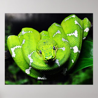 Grande poster cobra verde-boa