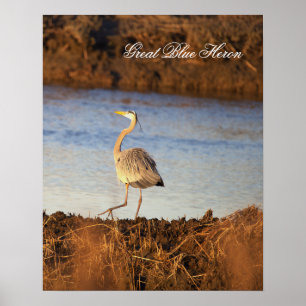 Grande Poster de Foto da Garça Azul