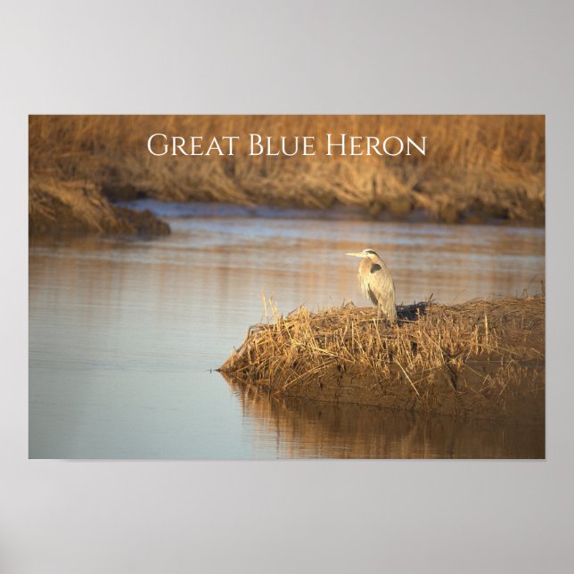 Grande Poster de Foto da Garça Azul (Frente)
