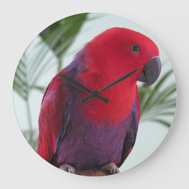 Grande Relógio belo papagaio Eclectus vermelho fêmea de e (Frente)