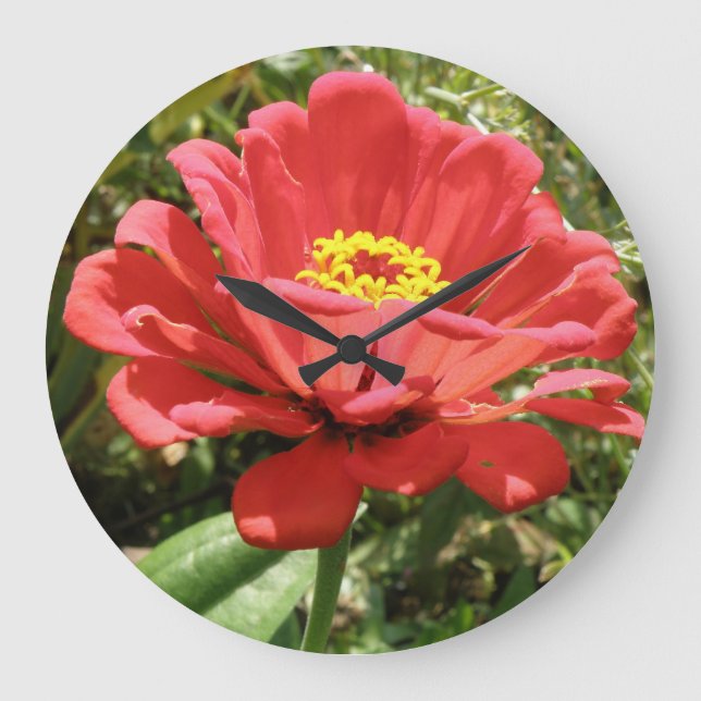 Grande Relógio de Muro da Zinnia Vermelha (Frente)