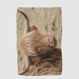 Grande vaca escocesa