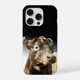 Grande Vaca Marrom Mastigando Feno,