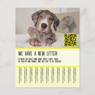 Grandes Dane Puppies para Folheto de Venda