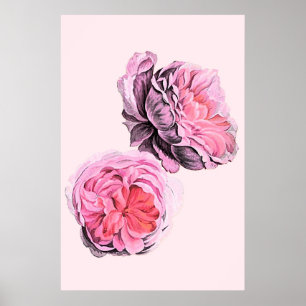 Grandes Flores Rosa Arte Antiga Poster