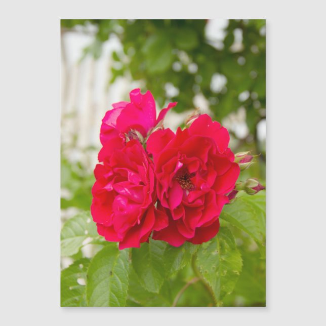 Grandes rosas vermelhas no jardim (Frente)