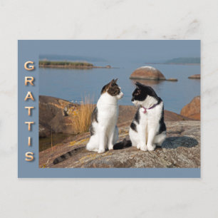 Grattiskort för katter CC0552 Cartão postal