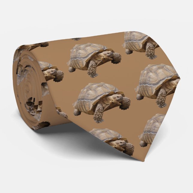 Gravata African spurred tortoise (Rolled)