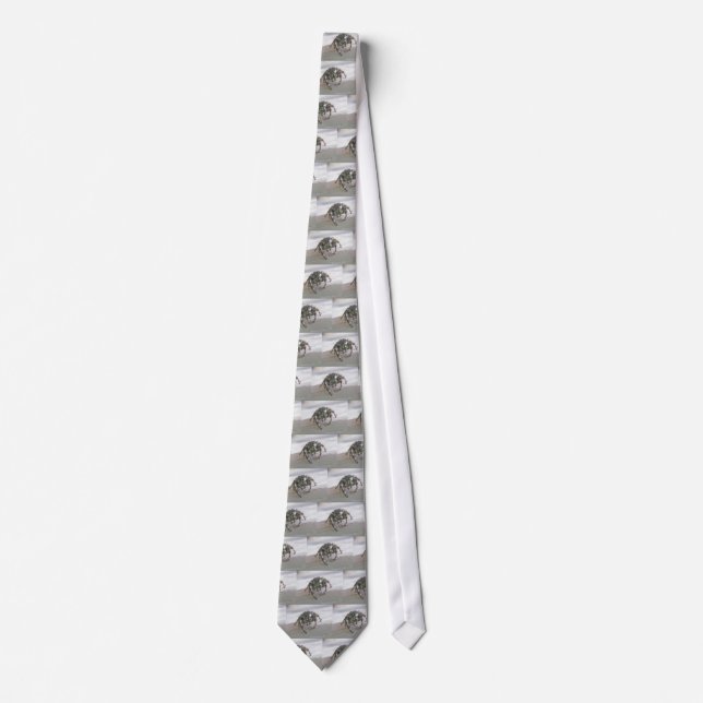 Gravata Aranha Salticida Phiddipus audax Tie (Frente)