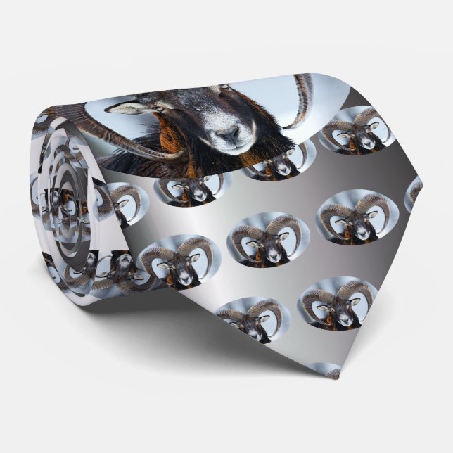 Gravata Big Horn Ram Sheep - Mouflon (Rolled)