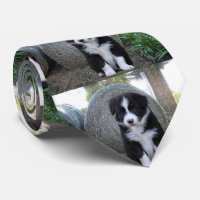 Border Collie Puppy Fazenda Life,