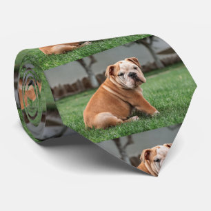 Gravata cachorro bulldog vermelho e branco