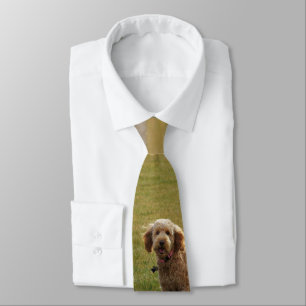 Gravata Cão Ouro