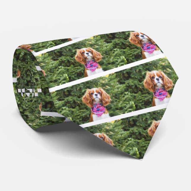 Gravata Filhote de Cavalier King Charles Spaniel com bande (Rolled)