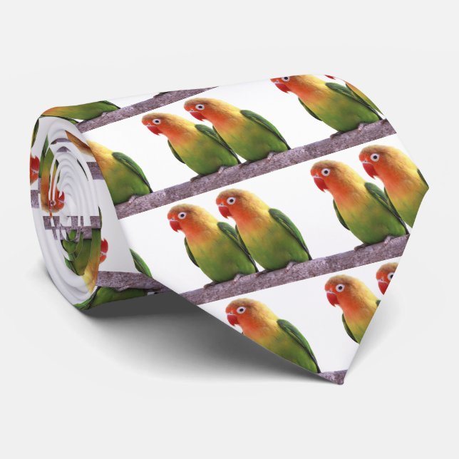 Gravata Fischer's Lovebird (Rolled)