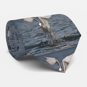 Gravata Hovering Kittiwake