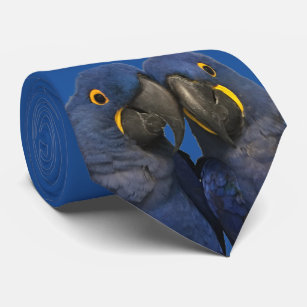Gravata Hyacinth Macaw Parrot Bird Rare Blue