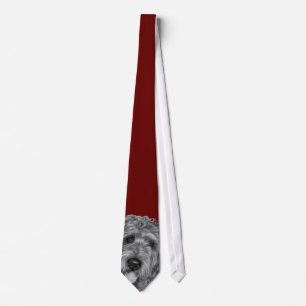 Gravata Labradoodle