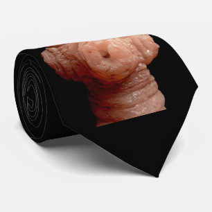 Gravata Laço do pescoço - tapeworm do erinaceieuropaei d