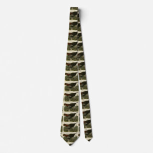 Gravata Mulher Selvagem Turquia das Aves da América de Aud