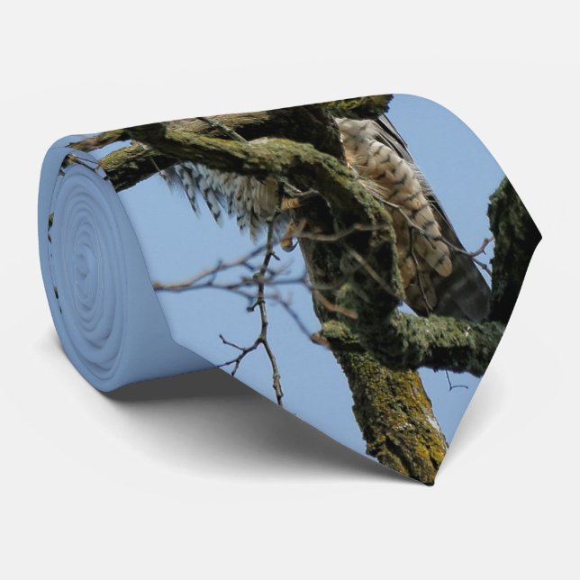 Gravata Olhando para um Falcão Peregrino Majestoso (Rolled)