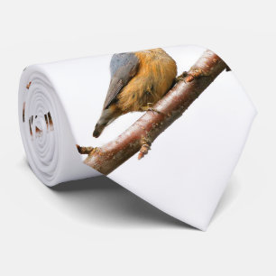 Gravata Pica-pau-cinzento de peito encarnado bonito em um