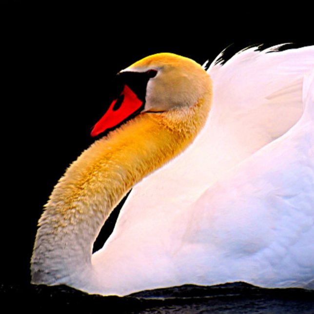 Gravata Rosa rosa quente na torre preta (Criador carregado)