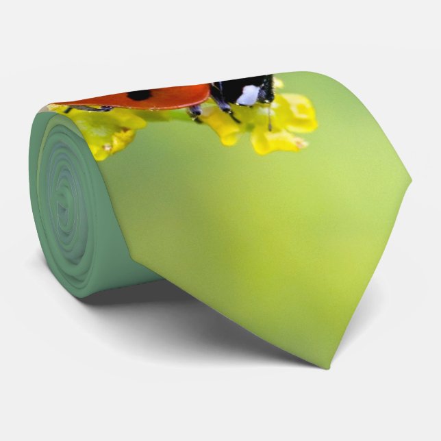 Gravata senhora no topo (Rolled)