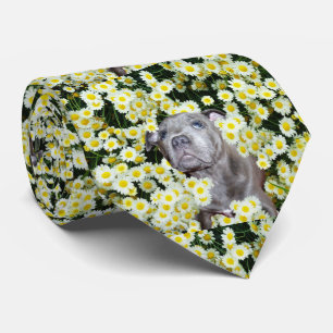 Gravata Staffordshire Bull Terrier Puppy Em Daisies,