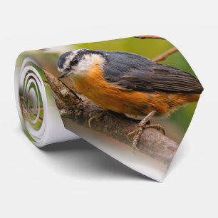 Gravata Um Nuthatch Cético de Raça Vermelha