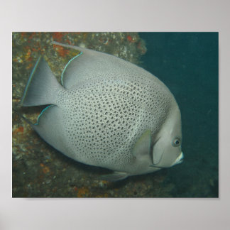Gray Angelfish, Value Poster Paper (Semi-Gloss)