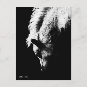 Grazing Pony - cartão postal