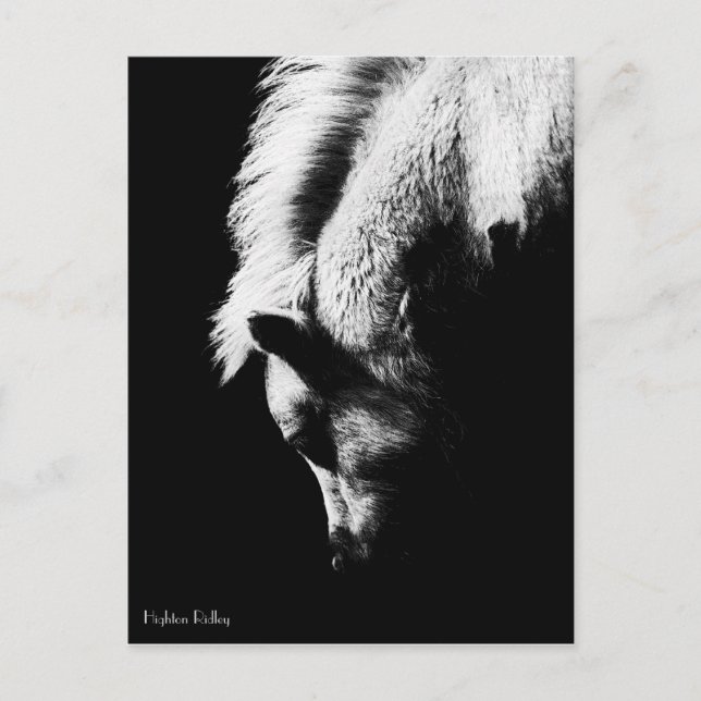 Grazing Pony - cartão postal (Frente)