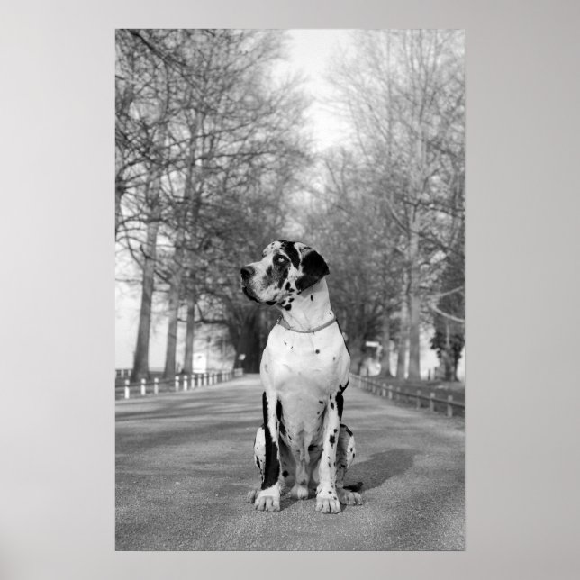 Great Dane Poster (Frente)