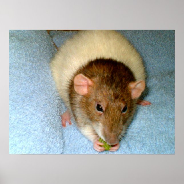 Greedy Rat Poster (Frente)