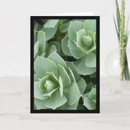 Green Blooms. Canção do Sol. 8:7 Cartão de Saudaçã