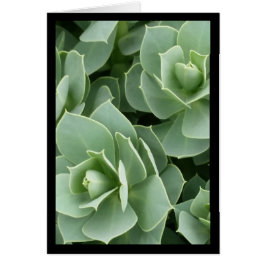 Green Blooms. Canção do Sol. Cartão de Saudação 4: