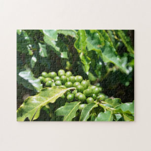 Green Coffee Berries Quebra-cabeça