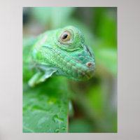 Green Iguana Lizard Reptile Em Leaf Poster