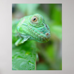 Green Iguana Lizard Reptile Em Leaf Poster