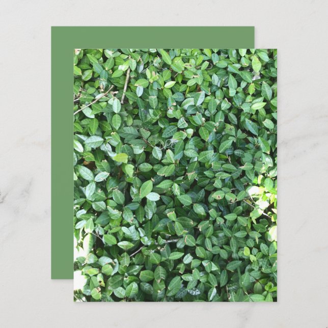 Green Jasmine deixa o papel de protetor solar (Frente/Verso)