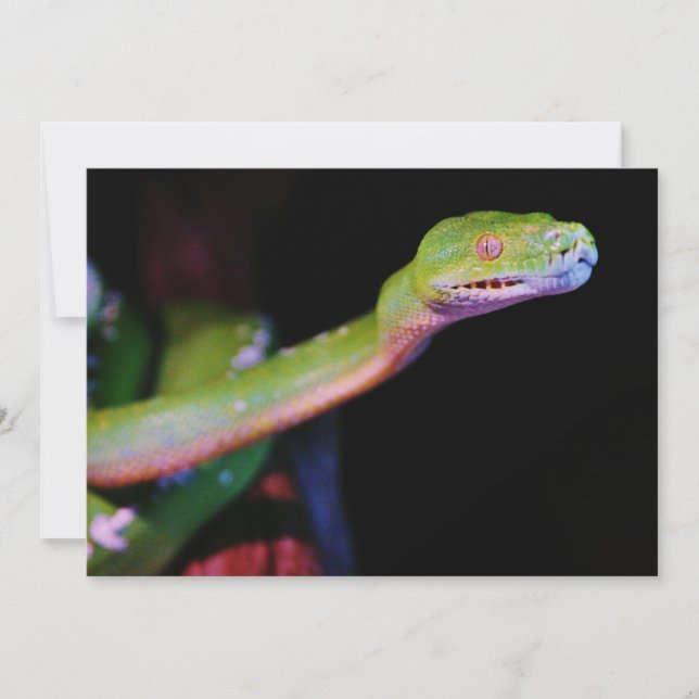 Green Tree Boa Stretching (Frente)