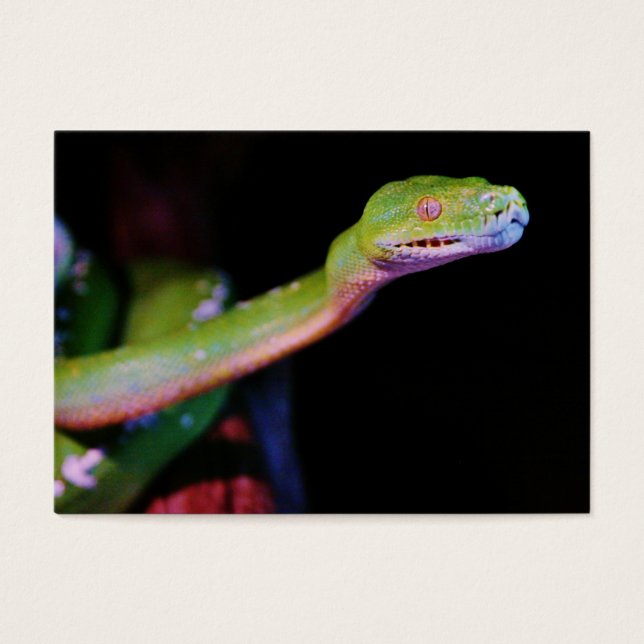 Green Tree Boa Stretching (Frente)