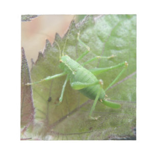 Grilo verde em um bloco de notas da folha