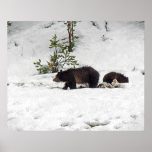 Grizzlies na Impressão de Poster de neve
