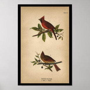 Grosbeak 1890 cardinal do impressão do pássaro