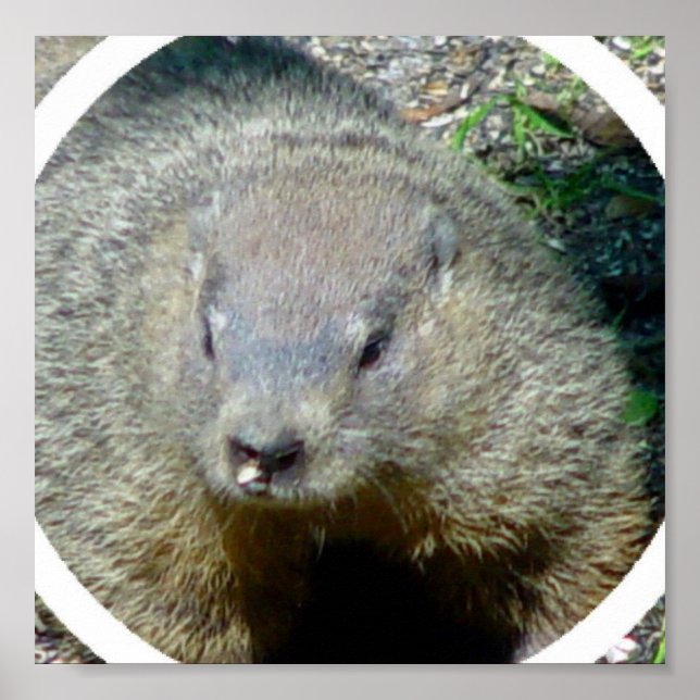 Groundhog Poster (Frente)