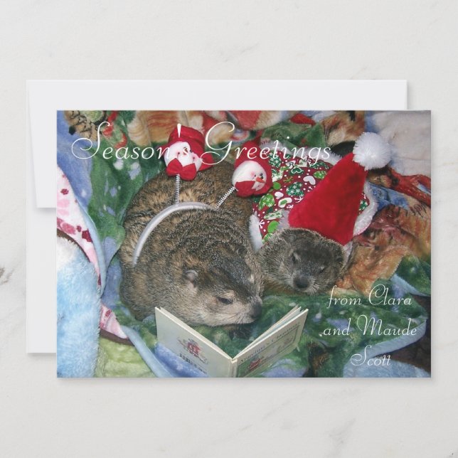 Groundhogs Clara e cartões de natal de Maude (Frente)